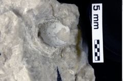 Foto (Detailansicht) von Cyclothyreus sp. (NHMW-GEO-1990-0041-0013b)